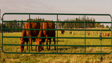 Laser Cutting Technology on Farm Gates and Corrals
